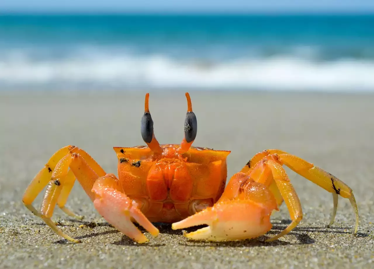 Summer Seafood: A Guide to Delicious and Nutritious Recipes